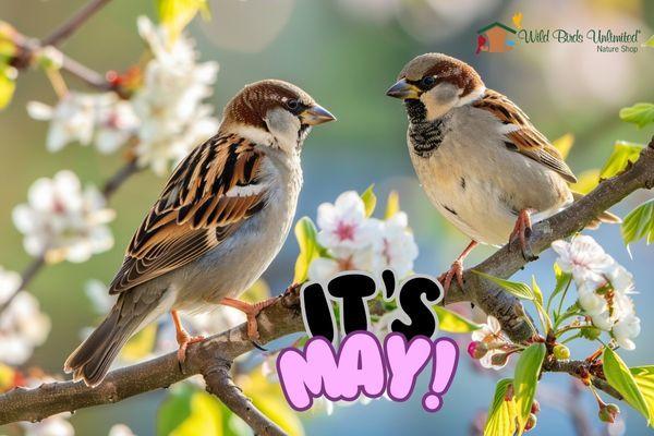 two sparrows sitting on a branch with blossoms