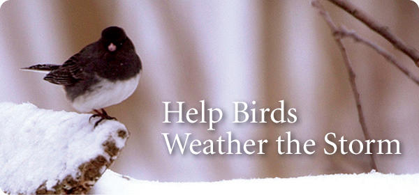 Help Birds Weather the Storm