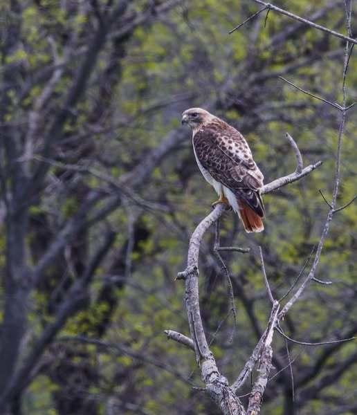 red tailed hawk in a tree